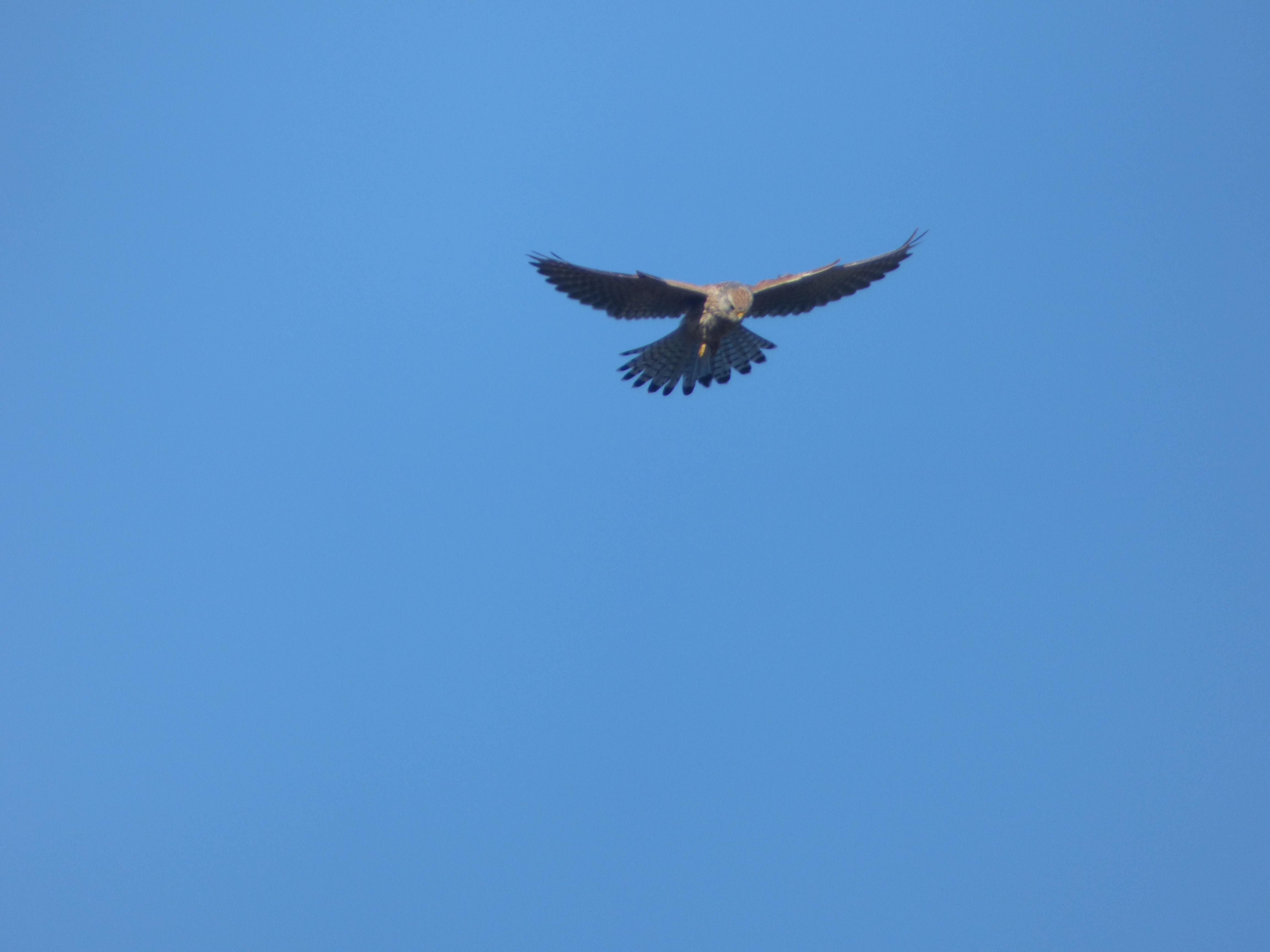 Ireland] This guy was soaring high above, no flapping, a of bird of prey?  I've seen a buzzard in this area, but this kind of looks more like a  sparrowhawk to me?